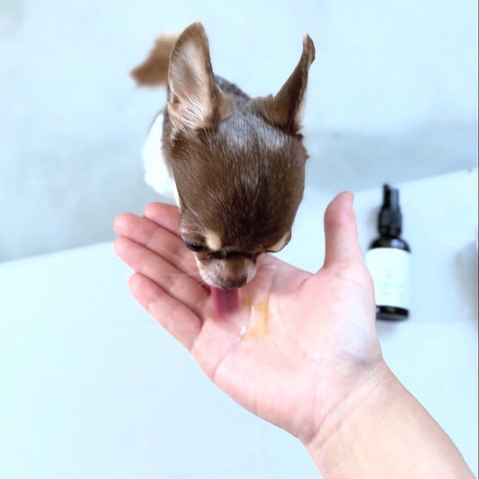 Hempets® PRO 4000|犬・猫用 CBDオイル