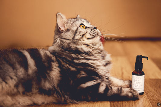 Hempets ブランドローンチ