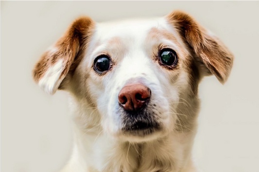 犬の皮膚疾患：症状・原因・予防とケアの基本