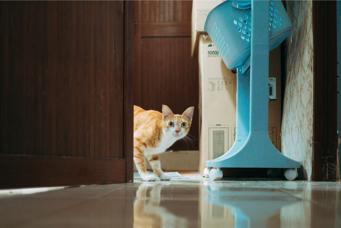 猫に多い病気とそのサイン、飼い主が気づくためのポイントとは？