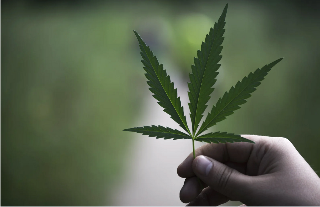 大麻を正しく知ろう ― ヘンプとマリファナは同じ？