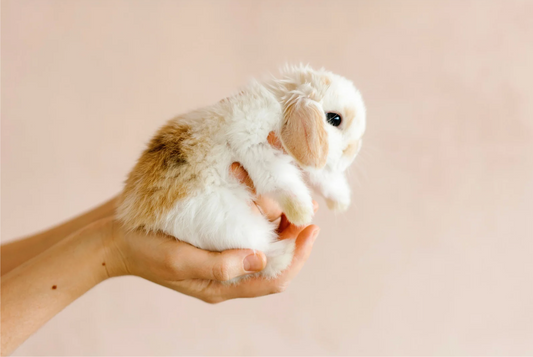 Rabbits & CBD ― 自然の力で、うさぎの健やかな毎日を ―