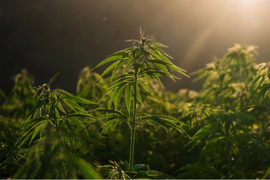 CBDの基礎知識｜ペットケアに広がる優しい選択肢